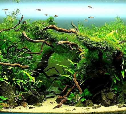 akwarium dekoracyjne zakładanie akwarium akwariów iaplc mizube akwarium naturalne mini