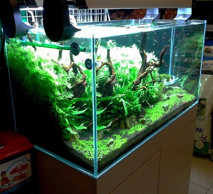 akwarium dekoracyjne zakładanie akwarium akwariów mini