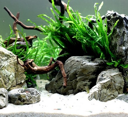 zakładanie akwarium akwarium dekoracyjne akwarium naturalne mini