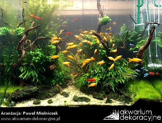 akwarium w ścianie zakładanie akwarium zakładanie akwariów akwarium dekoracyjne warszawa polska akwarium roślinne 1