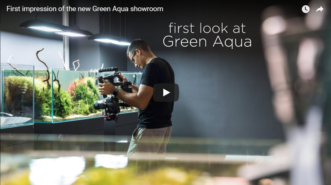 green aqua akwarium dekoracyjne zakładanie akwarium zakładanie akwariów aquascape akwarium naturalne