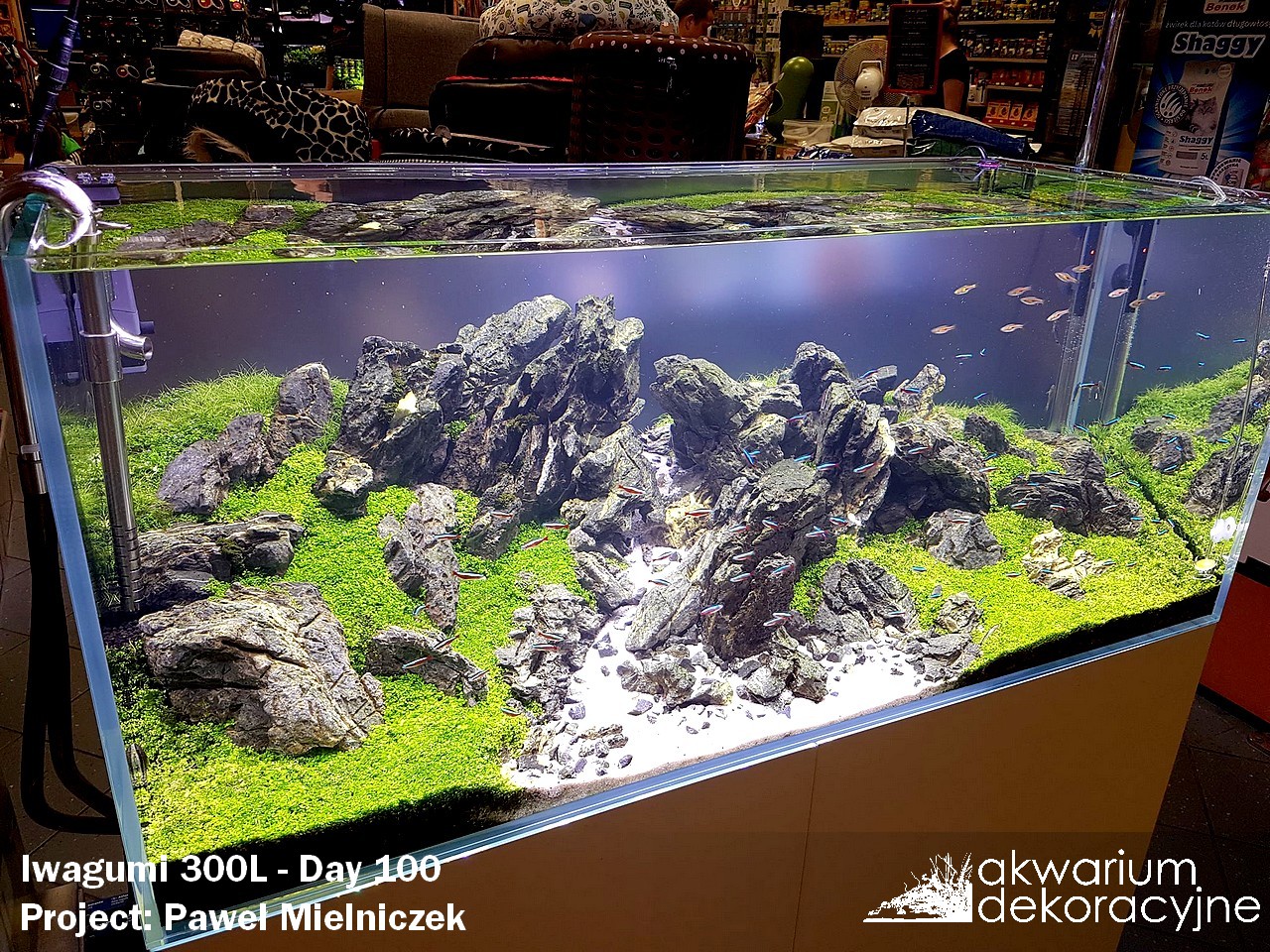 zakładanie akwarium paweł mielniczek akwarium dekoracyjne akwarium Iwagumi 2