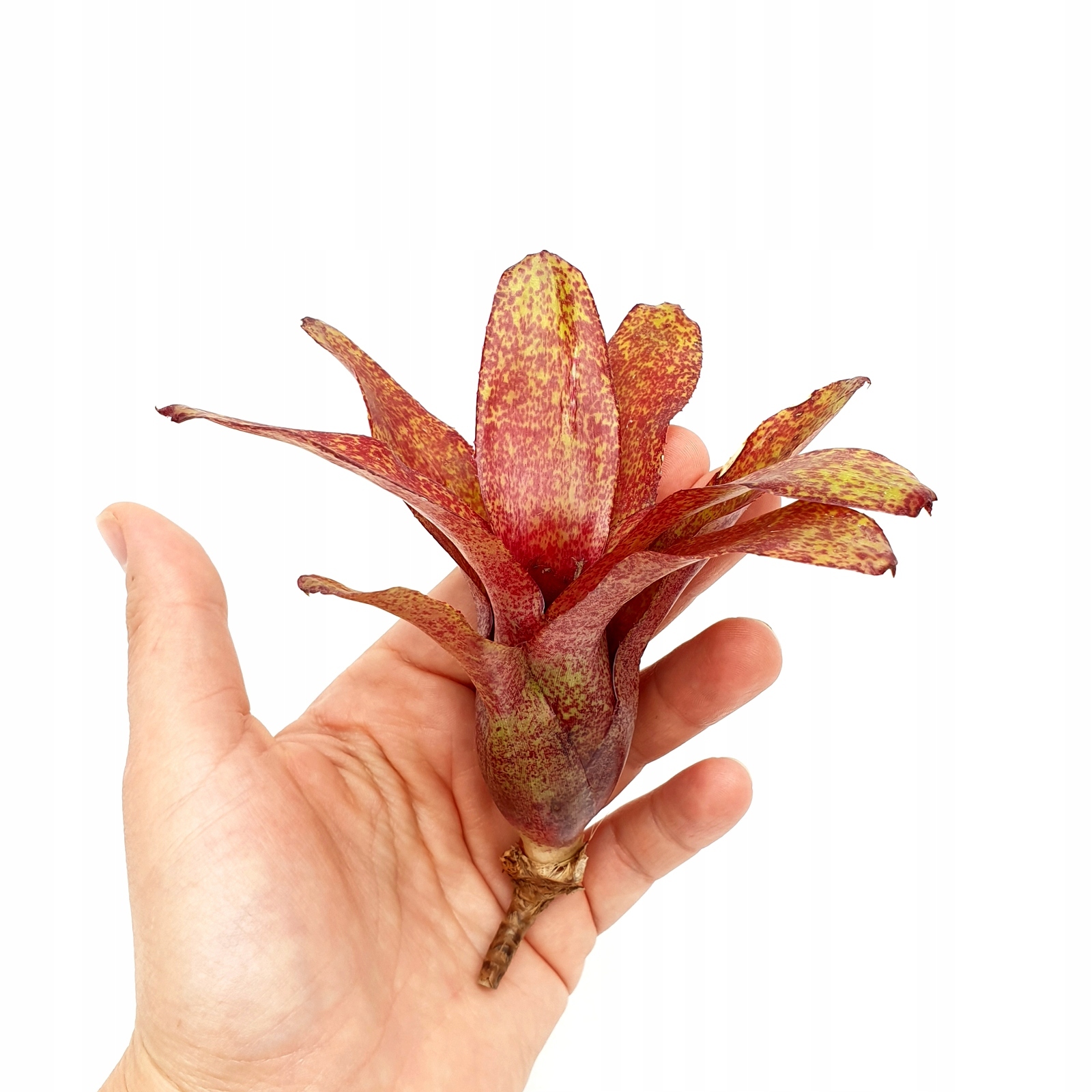 terrarium neoregelia-red-waif-wiwarium