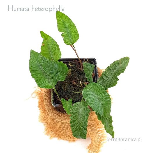 wiwarium humata heterophylla