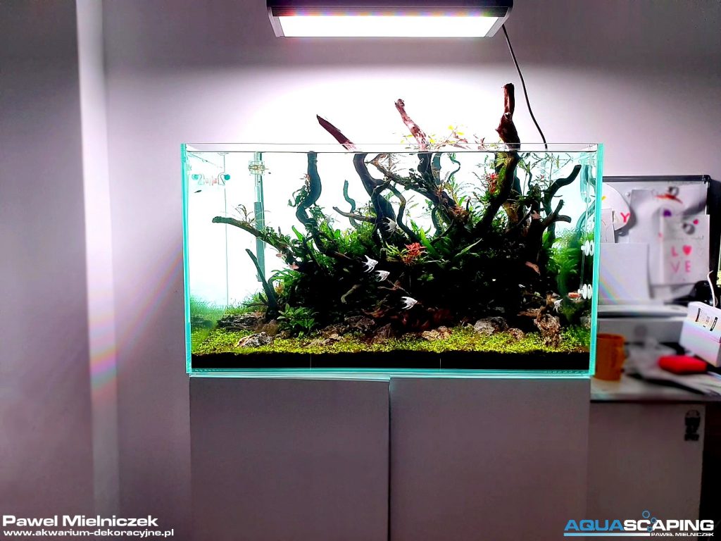 lightground background aquarium