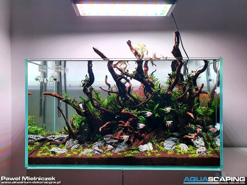 akwarium dekoracyjne aquaforest